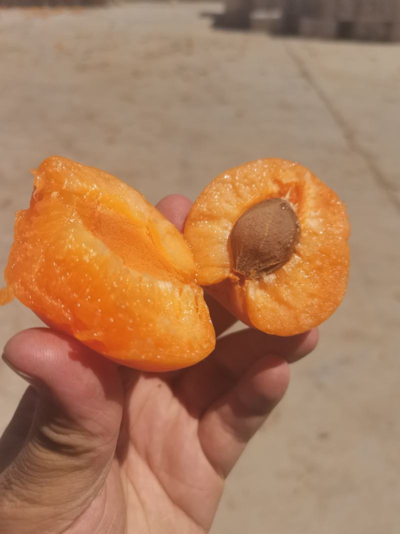 金太阳杏，凯特杏，产地直发，加工厂，电商，市场，超市