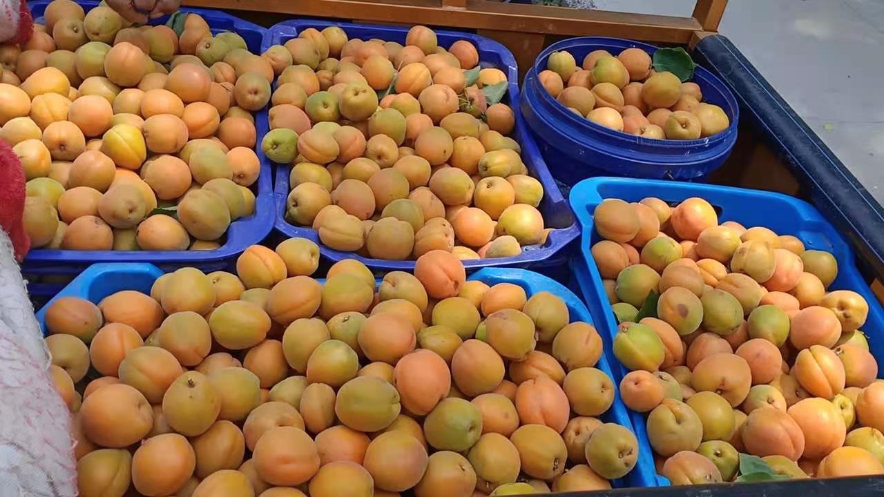 市场摊位上的杏摆放整齐供人选购