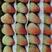云南高原夏季草莓蒙特瑞酸甜口感:供应烘焙供应市场一件代发
