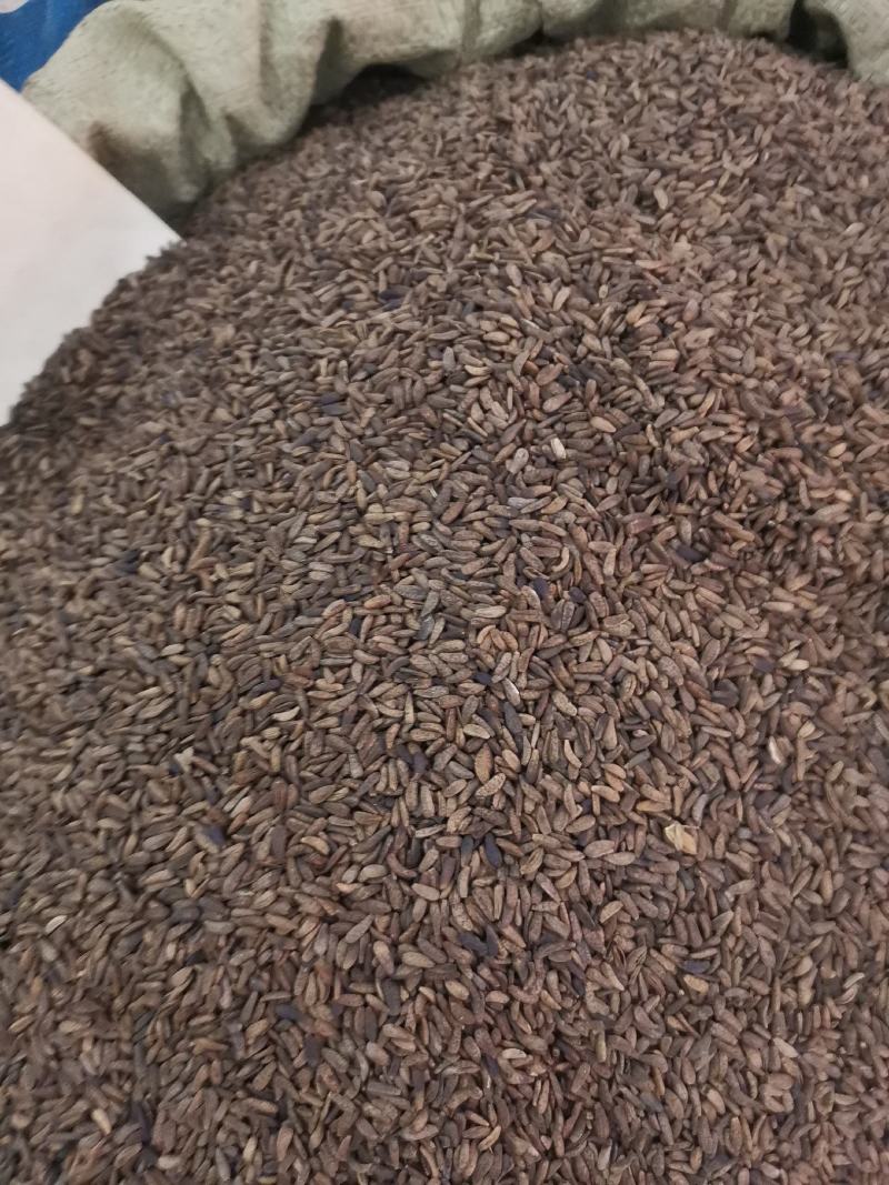 优质甘肃牛蒡子无杂过筛净货量大从优欢迎选购