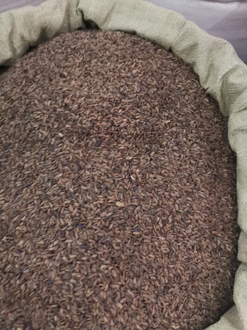 优质甘肃牛蒡子无杂过筛净货量大从优欢迎选购