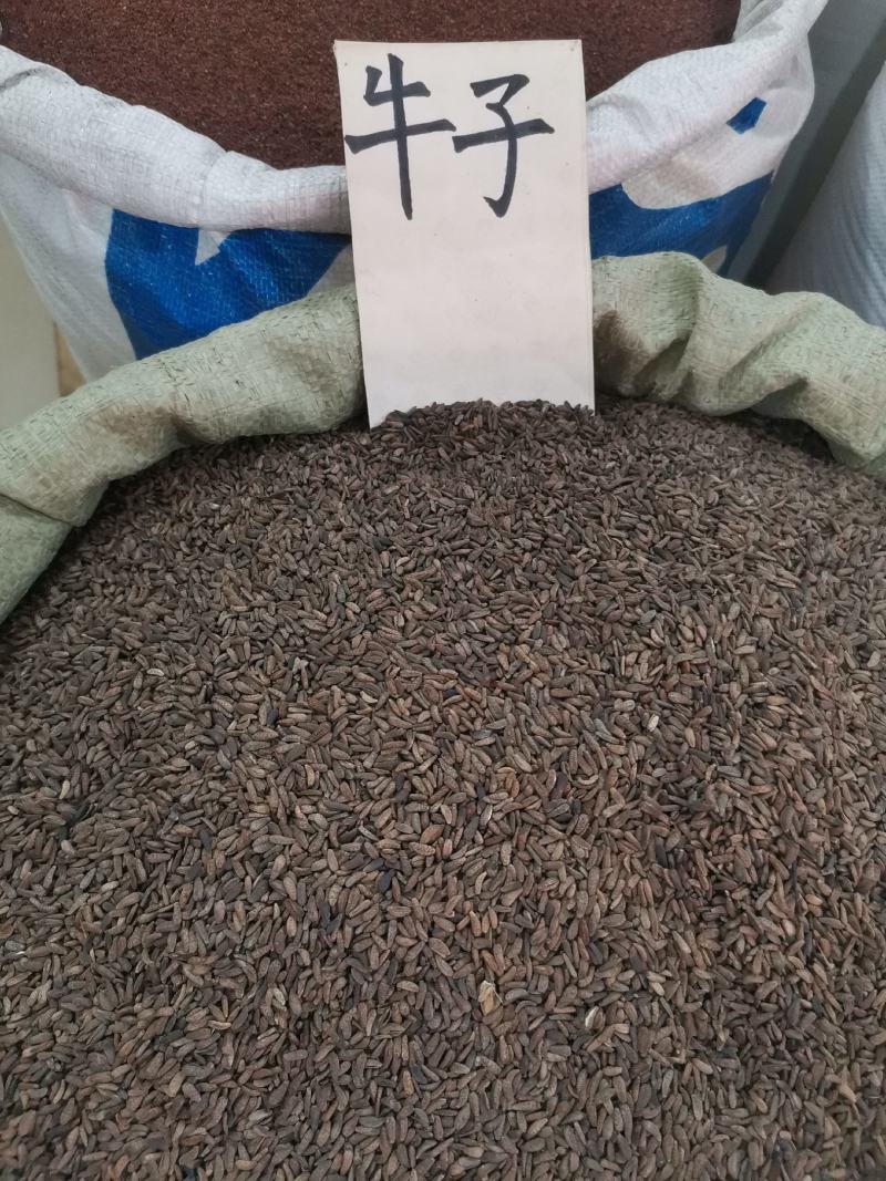 优质甘肃牛蒡子无杂过筛净货量大从优欢迎选购