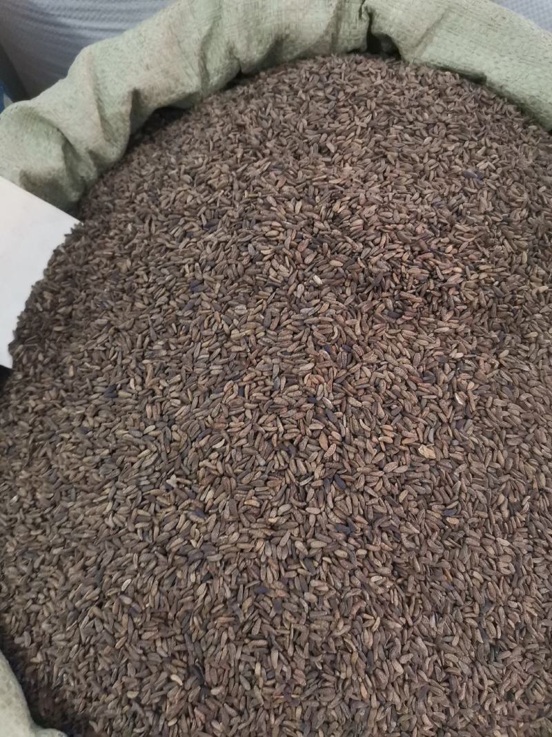 优质甘肃牛蒡子无杂过筛净货量大从优欢迎选购