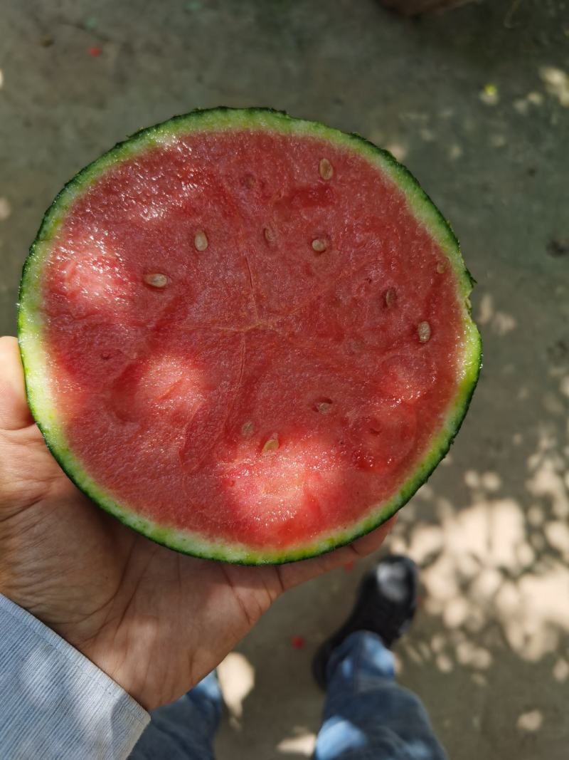 牛奶小吊瓜，全美2K西瓜，手剥小西瓜，大量上市，包熟包甜