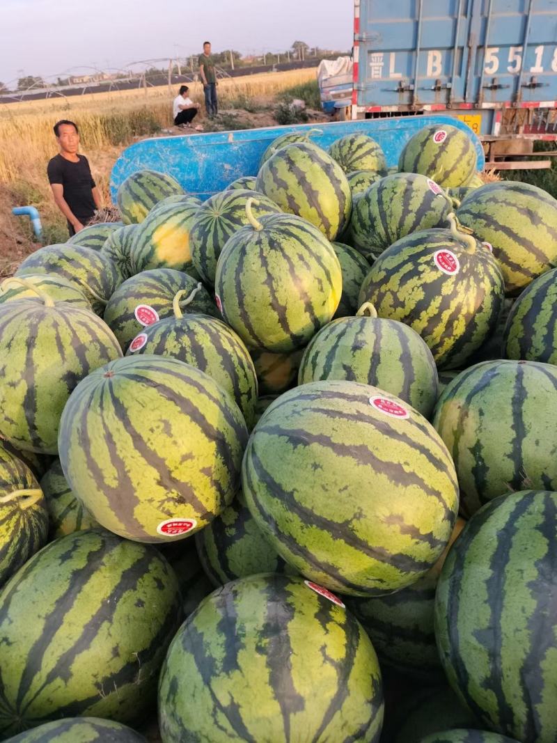 陕西西瓜甜王西瓜瓤红瓜甜保质保量运输对接各大商超市场