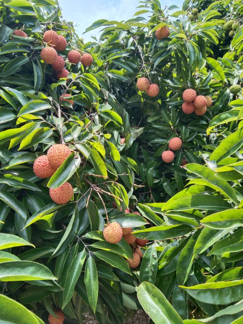 桂味荔枝，马上就要上市欢迎老板前来收购