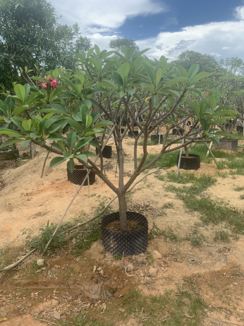 红花鸡蛋花供应:头径5-15公分，欢迎前来选购。