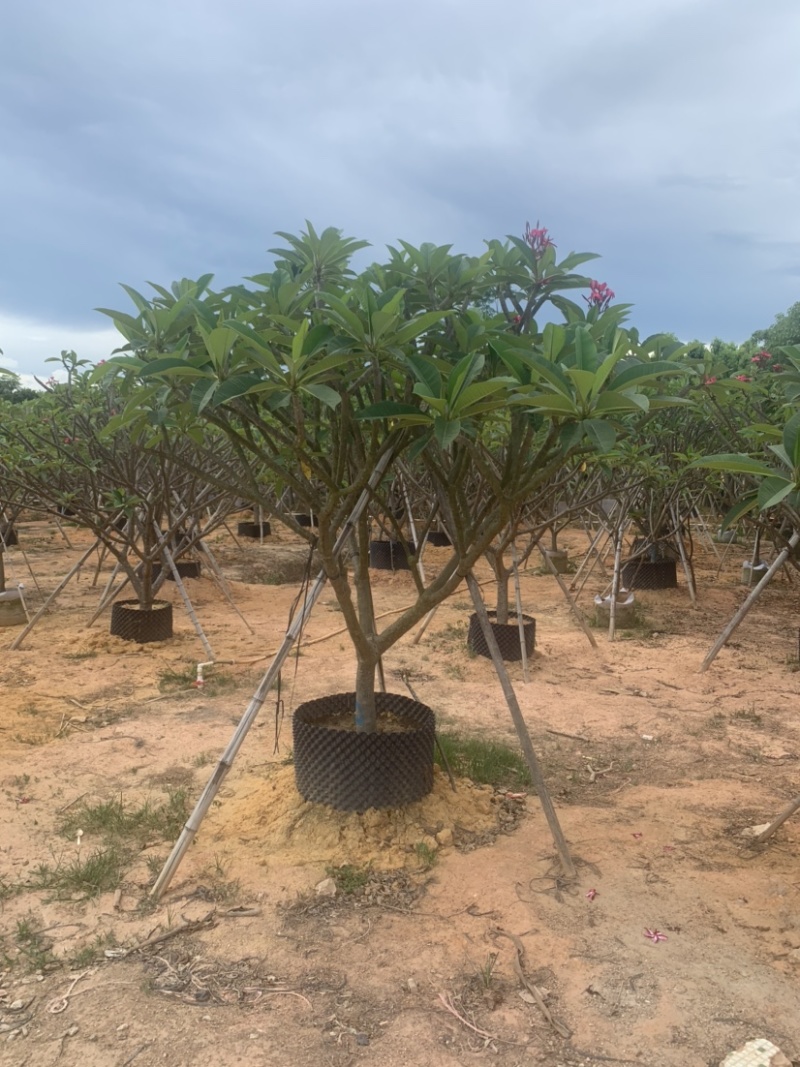 红花鸡蛋花供应:头径5-15公分，欢迎前来选购。