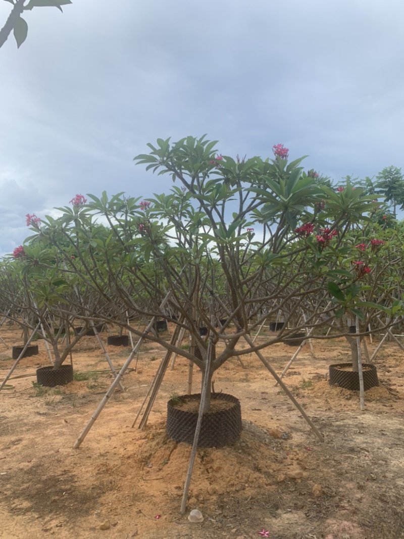 红花鸡蛋花供应:头径5-15公分，欢迎前来选购。