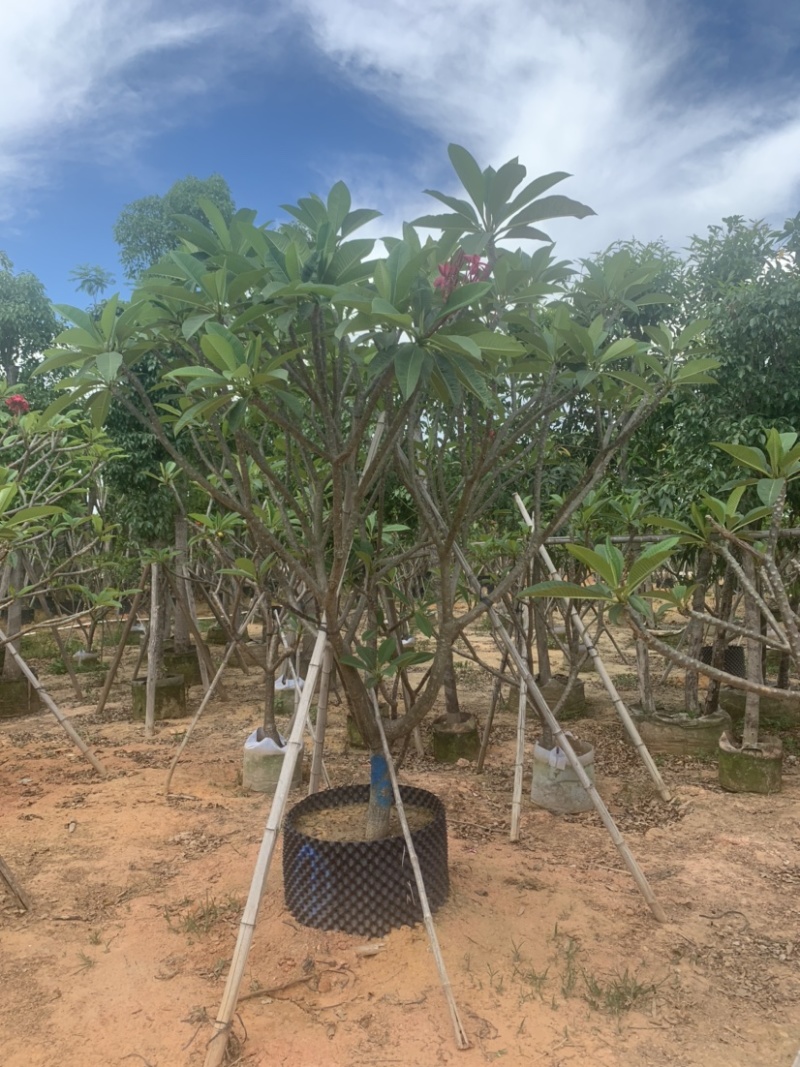红花鸡蛋花供应:头径5-15公分，欢迎前来选购。