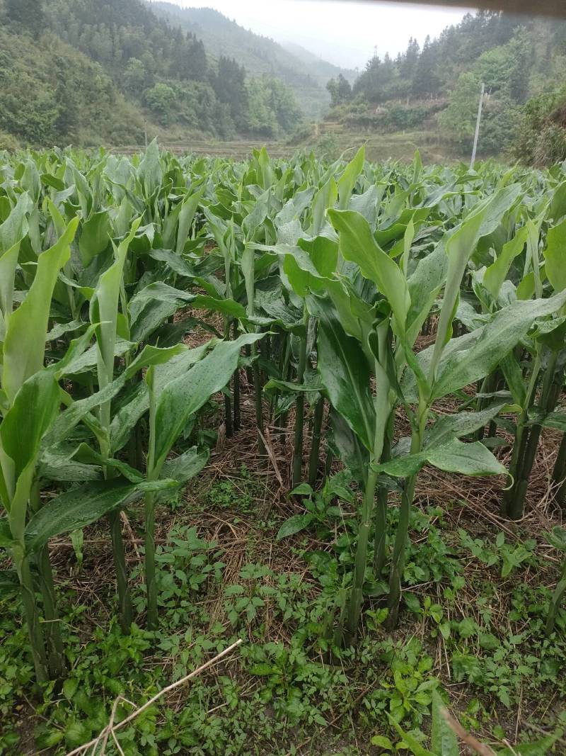 阳荷根种。野生蔬菜，长寿菜，“亚洲人参”