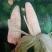 万糯2000白糯玉米大量供应，价格美丽，质量输出