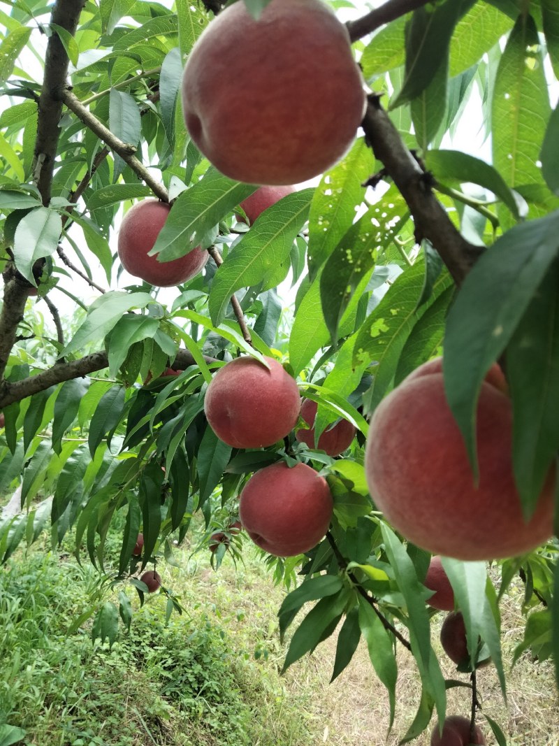 红玉，基地脆桃，又脆又甜，浓浓的清香味，欢迎您的到来！