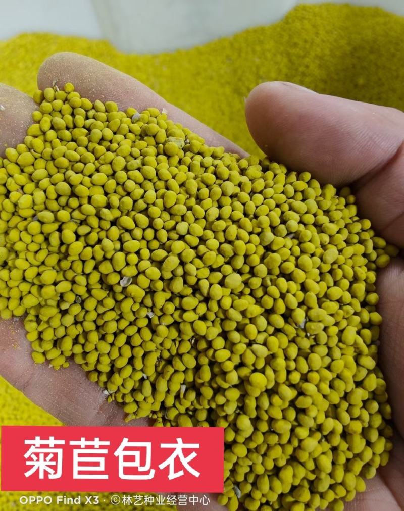 菊苣种子优质高产牧草多年生四季种植将军菊苣高产量