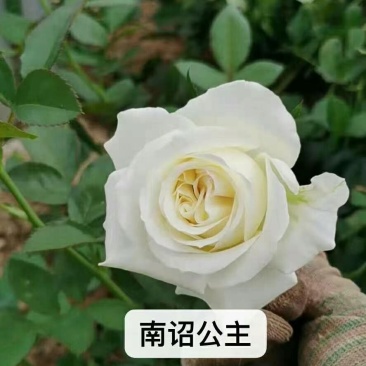 大花月季小苗