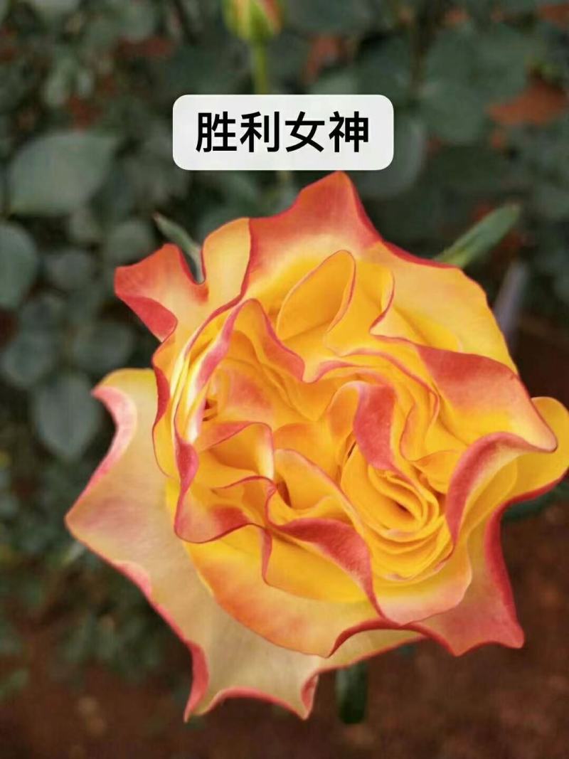 大花月季小苗