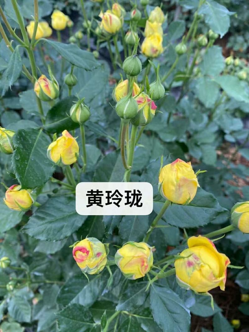 大花月季小苗