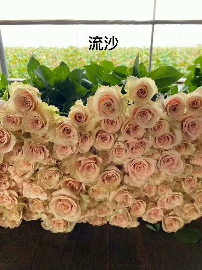 大花月季小苗