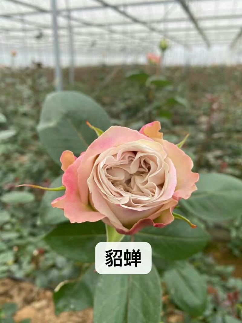 大花月季小苗