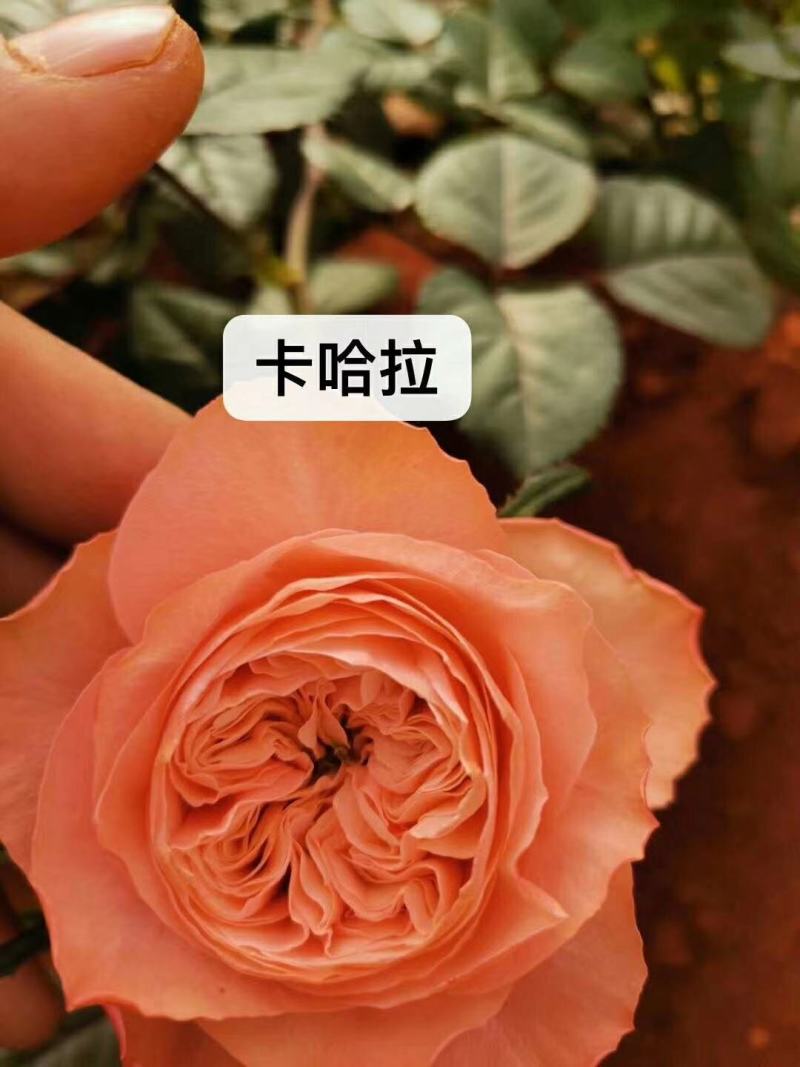 大花月季小苗