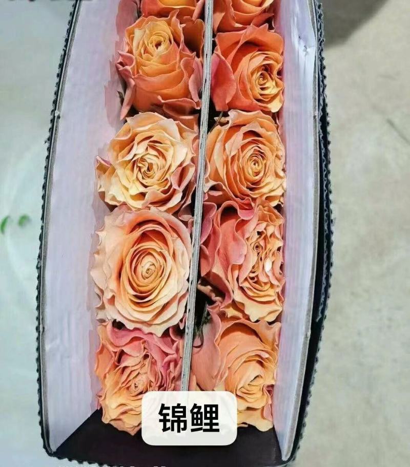 丰花月季苗玫瑰花小苗，大花月季苗，绣球花大小苗，