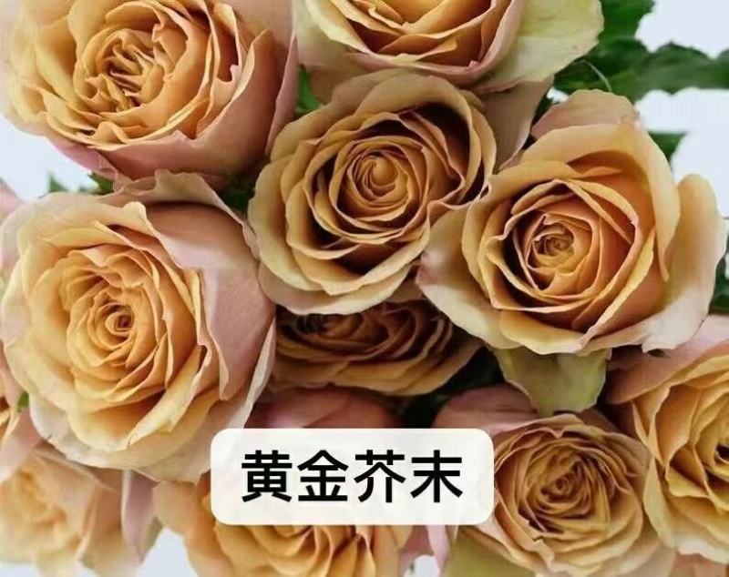 丰花月季苗玫瑰花小苗，大花月季苗，绣球花大小苗，