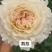 丰花月季苗玫瑰花小苗，大花月季苗，绣球花大小苗，