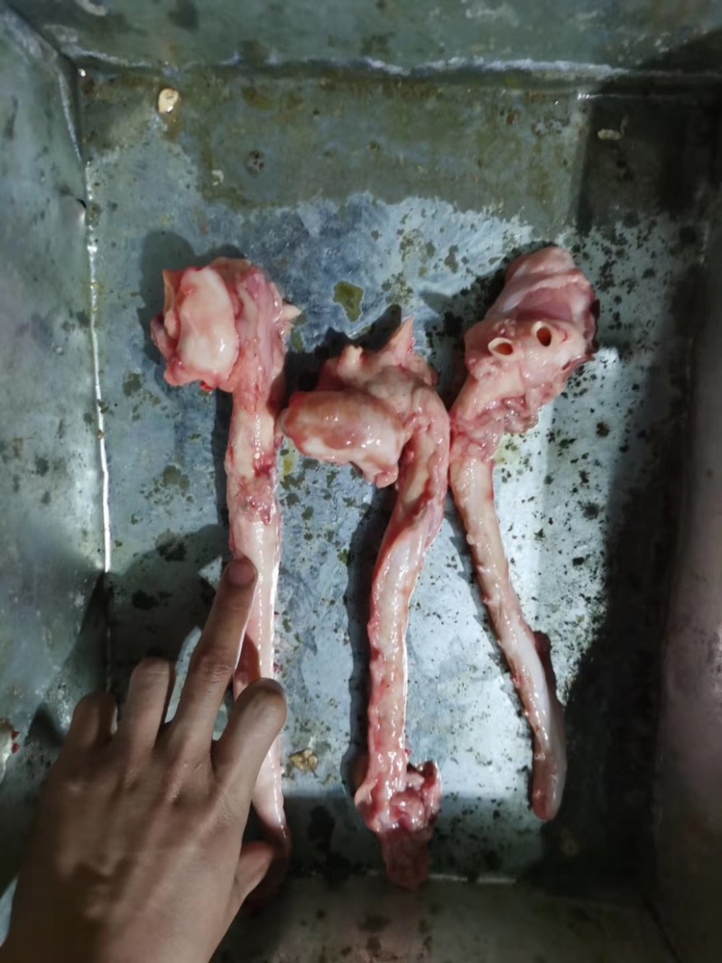 膘猪心管