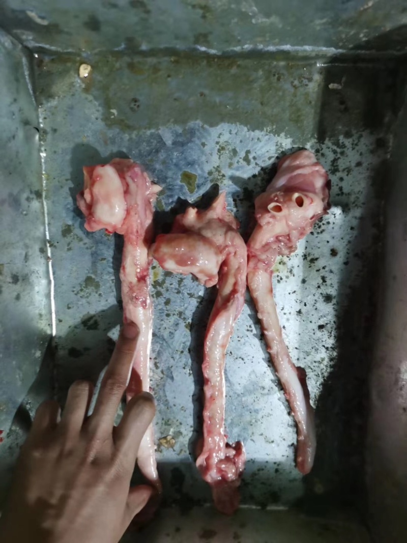 膘猪心管