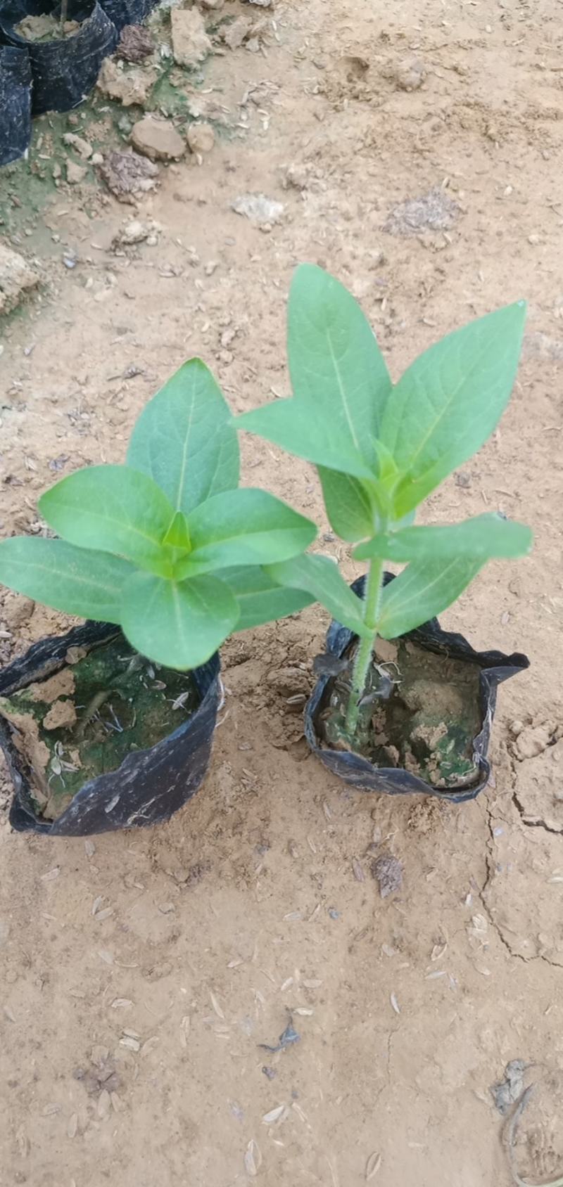 抢购！低价高品质百日草杯苗基地直发欢迎咨询