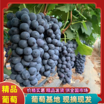 【热卖】江苏精品万亩夏黑葡萄基地现摘现发应季水果量大从