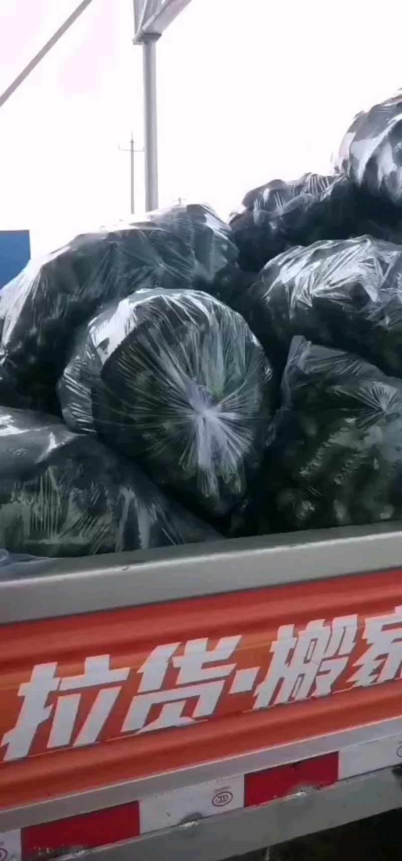 玛莎水果黄瓜