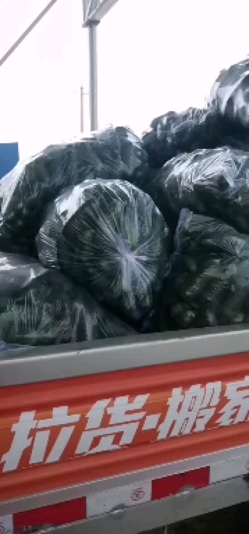 玛莎水果黄瓜