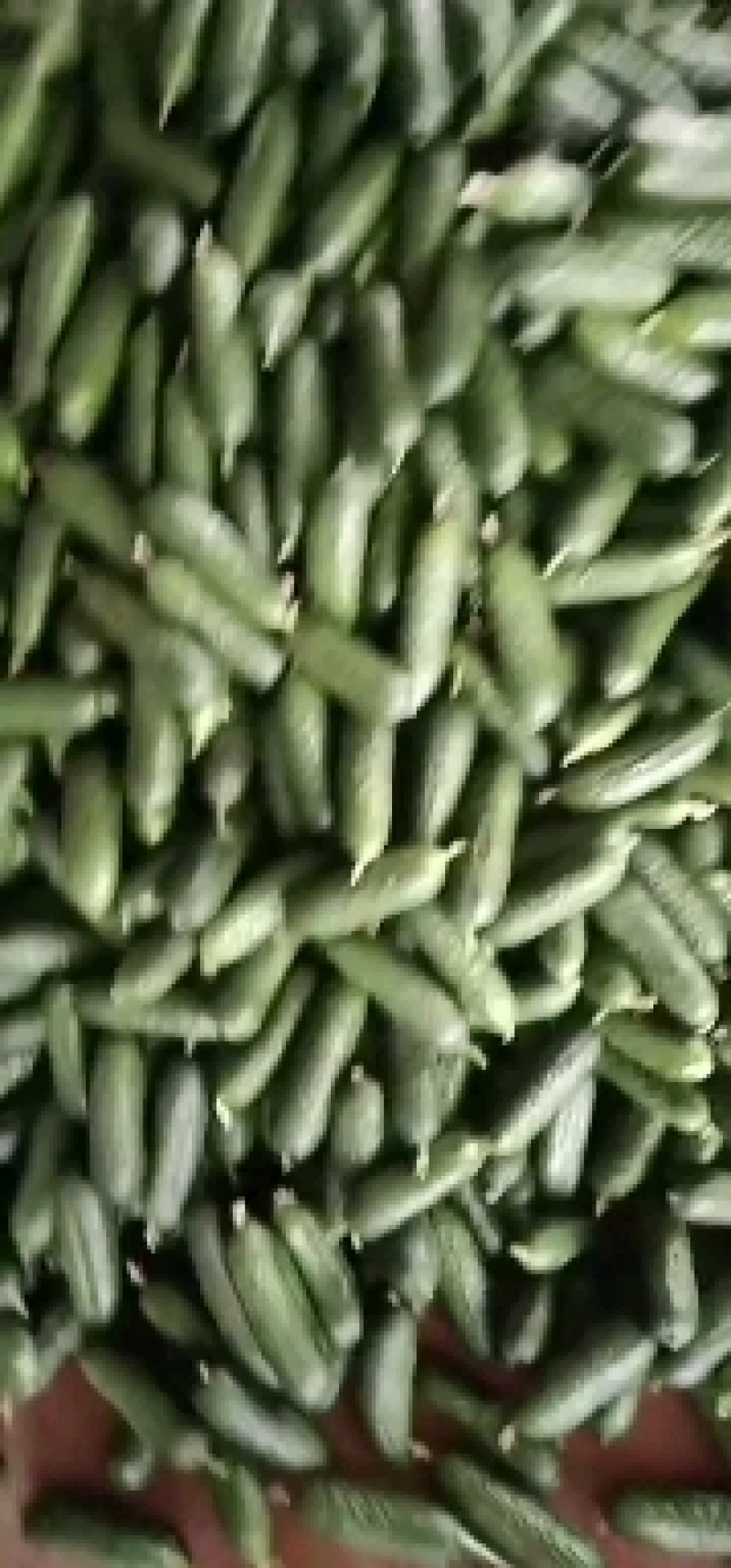 玛莎水果黄瓜