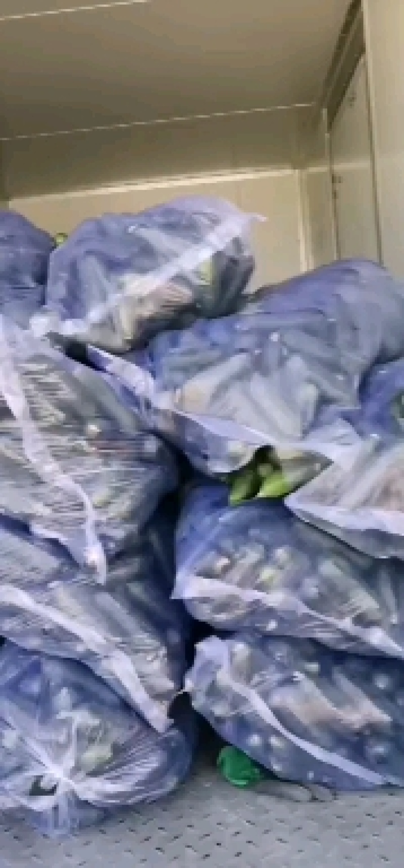 玛莎水果黄瓜