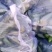 玛莎水果黄瓜