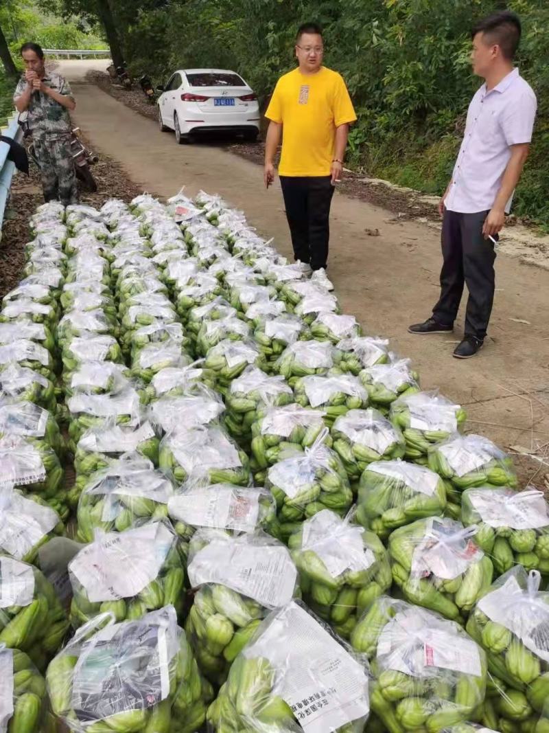 佛手瓜大量供应欢迎采购诚信经营一次合作终生