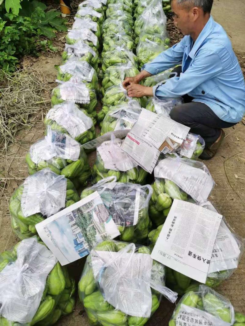 佛手瓜大量供应欢迎采购诚信经营一次合作终生