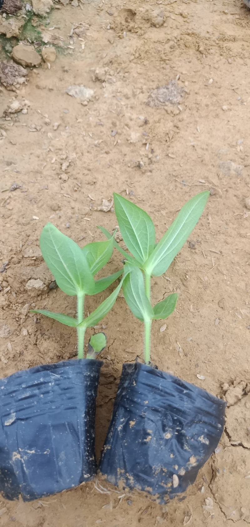 百日草杯苗红黄百日草自家货源质量有保证欢迎垂询