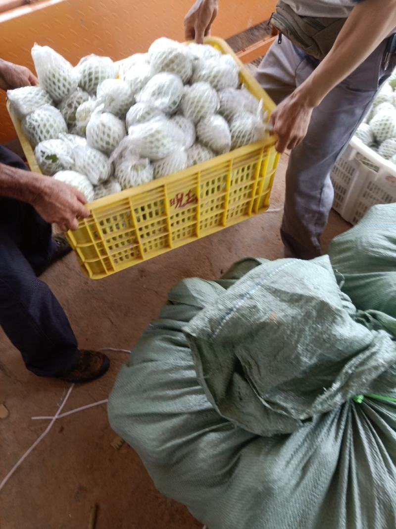 热带水果，珍珠石榴，香石榴，四季石留