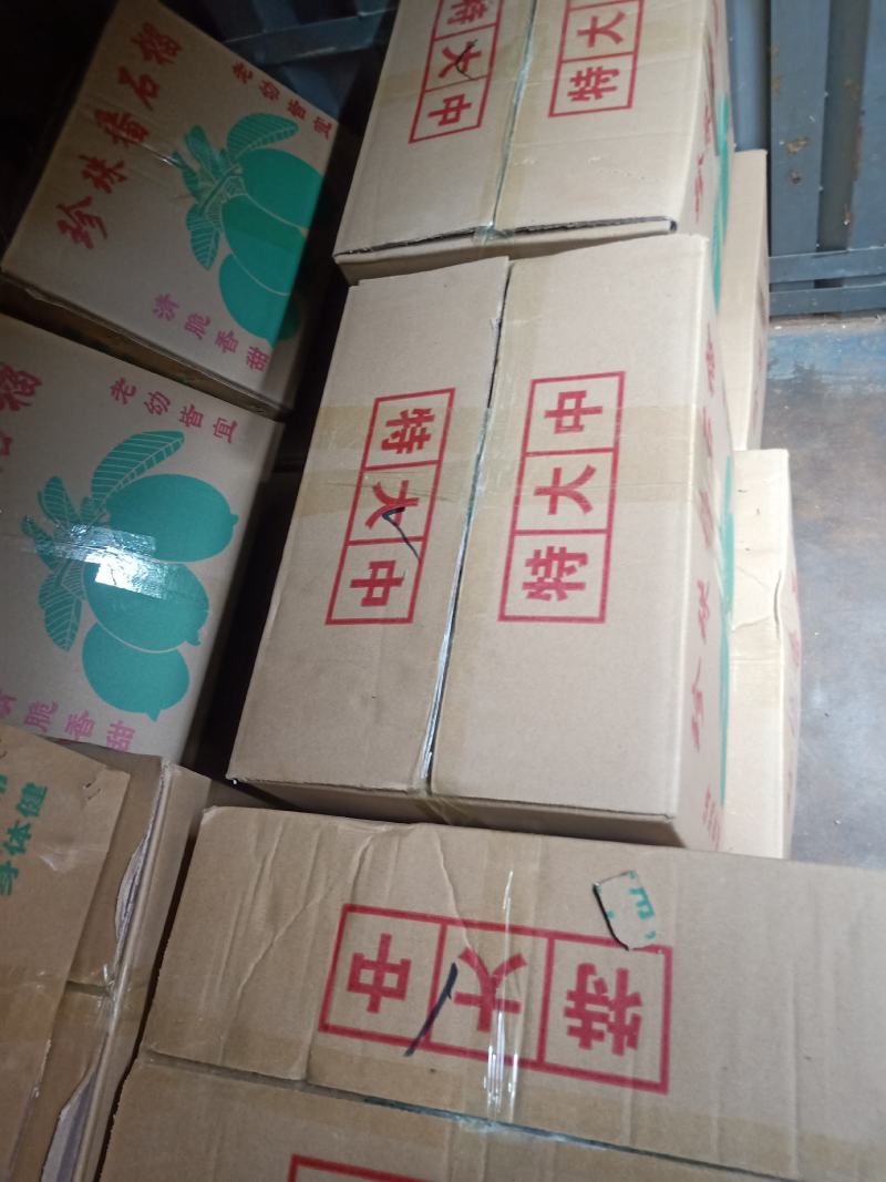 热带水果，珍珠石榴，香石榴，四季石留