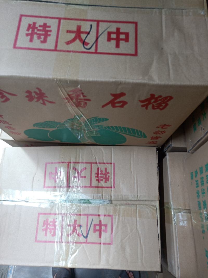 热带水果，珍珠石榴，香石榴，四季石留