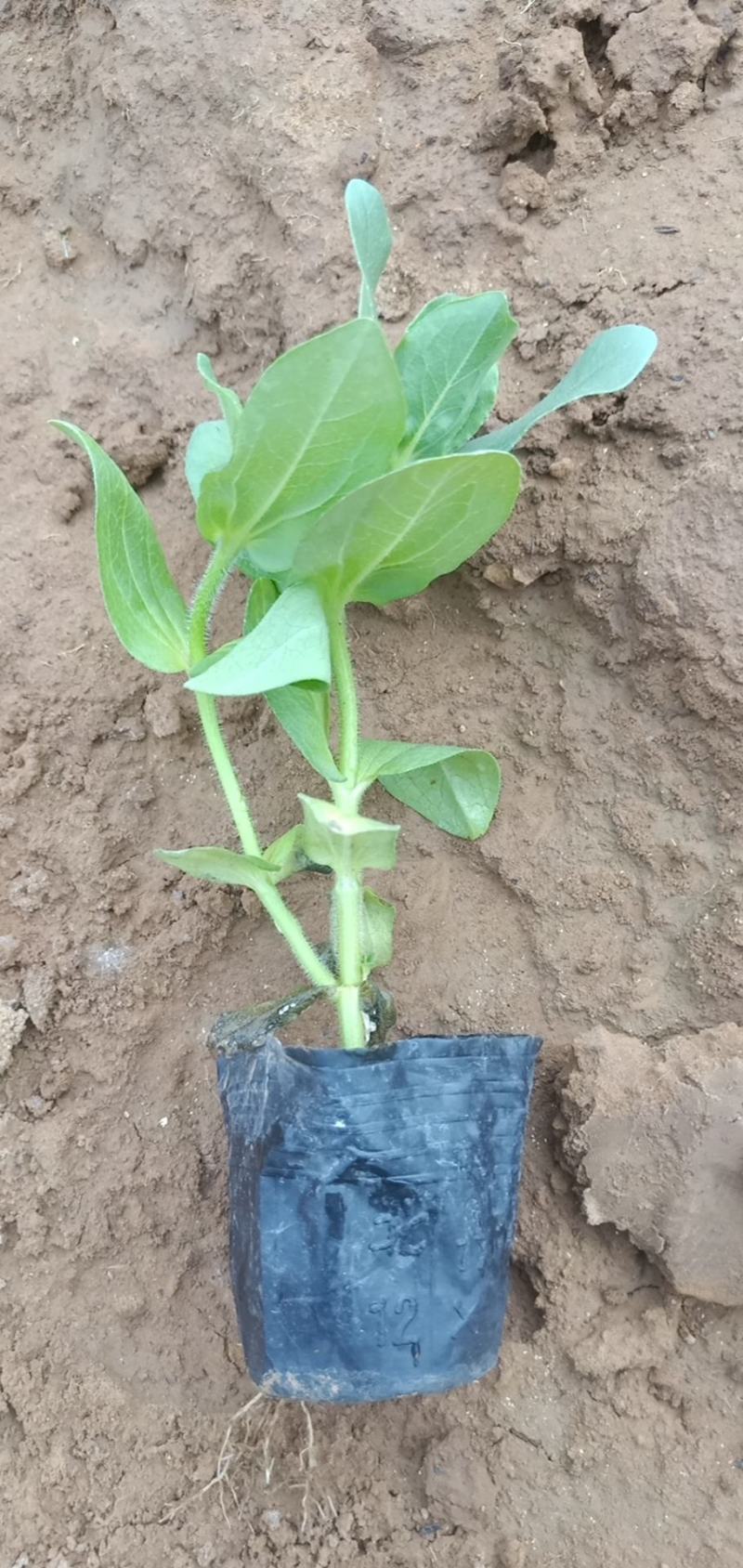 抢购！低价高品质百日草杯苗基地直发欢迎咨询