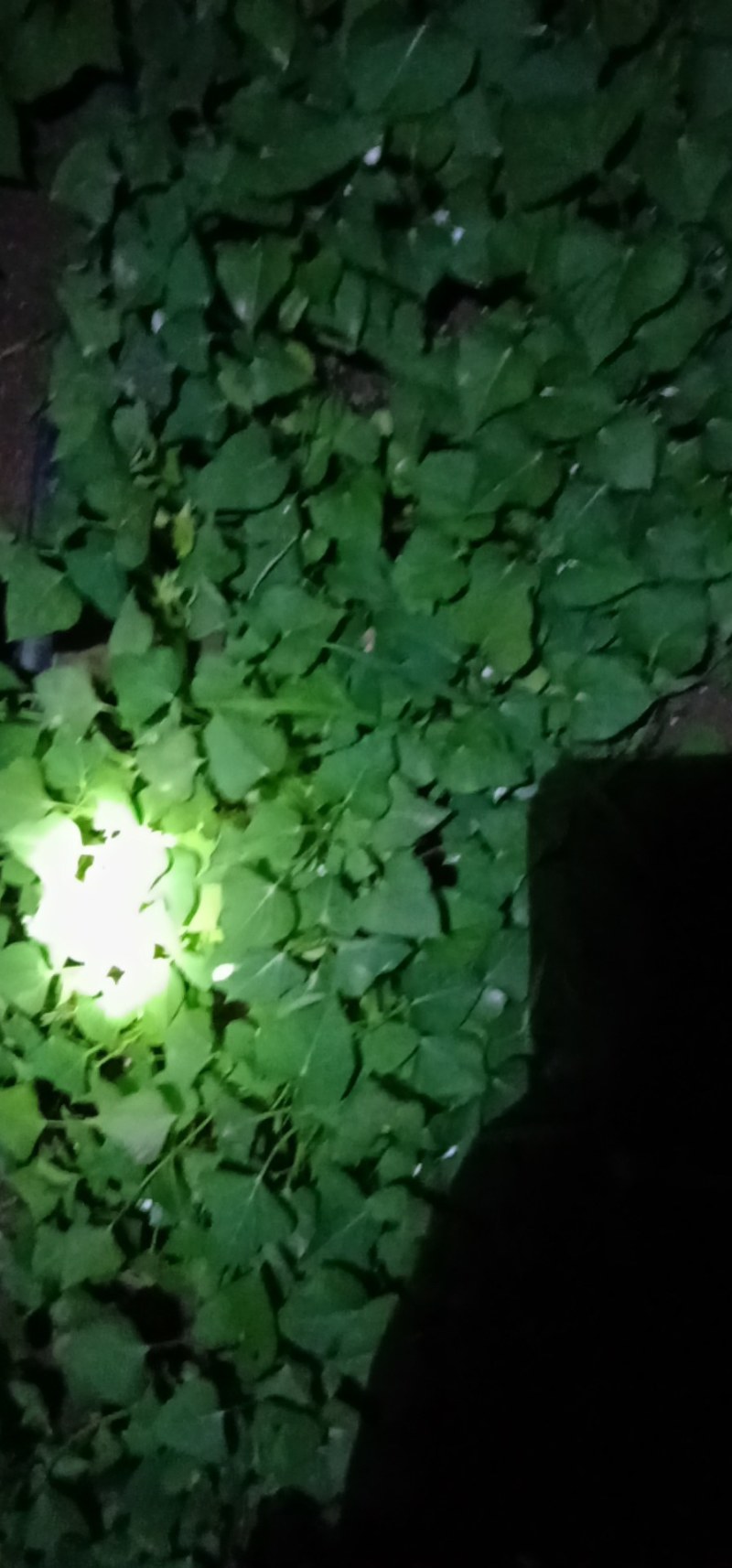 玛莎莉红薯苗