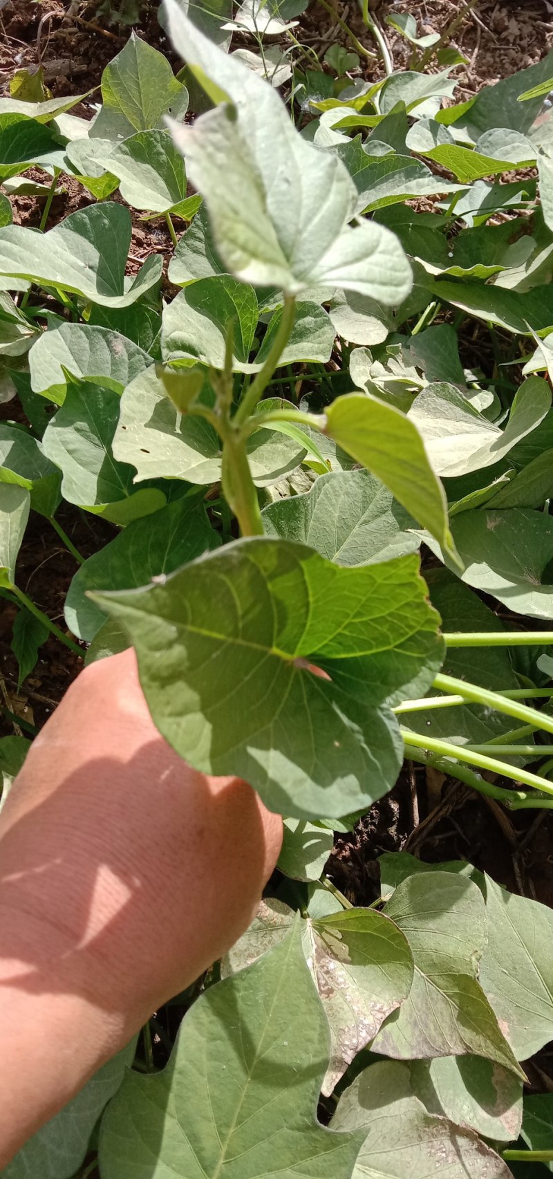 玛莎莉红薯苗