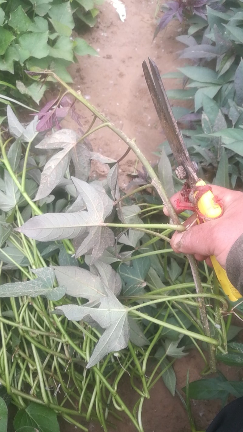澳洲紫白红薯苗