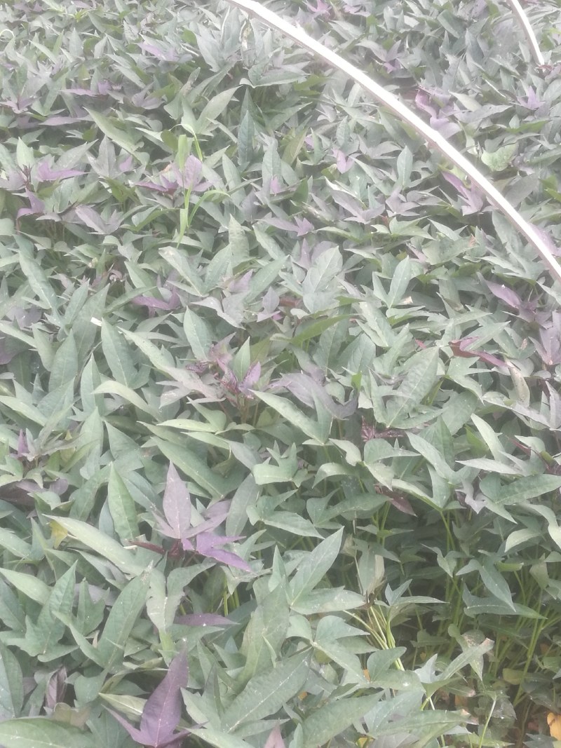 澳洲紫白红薯苗