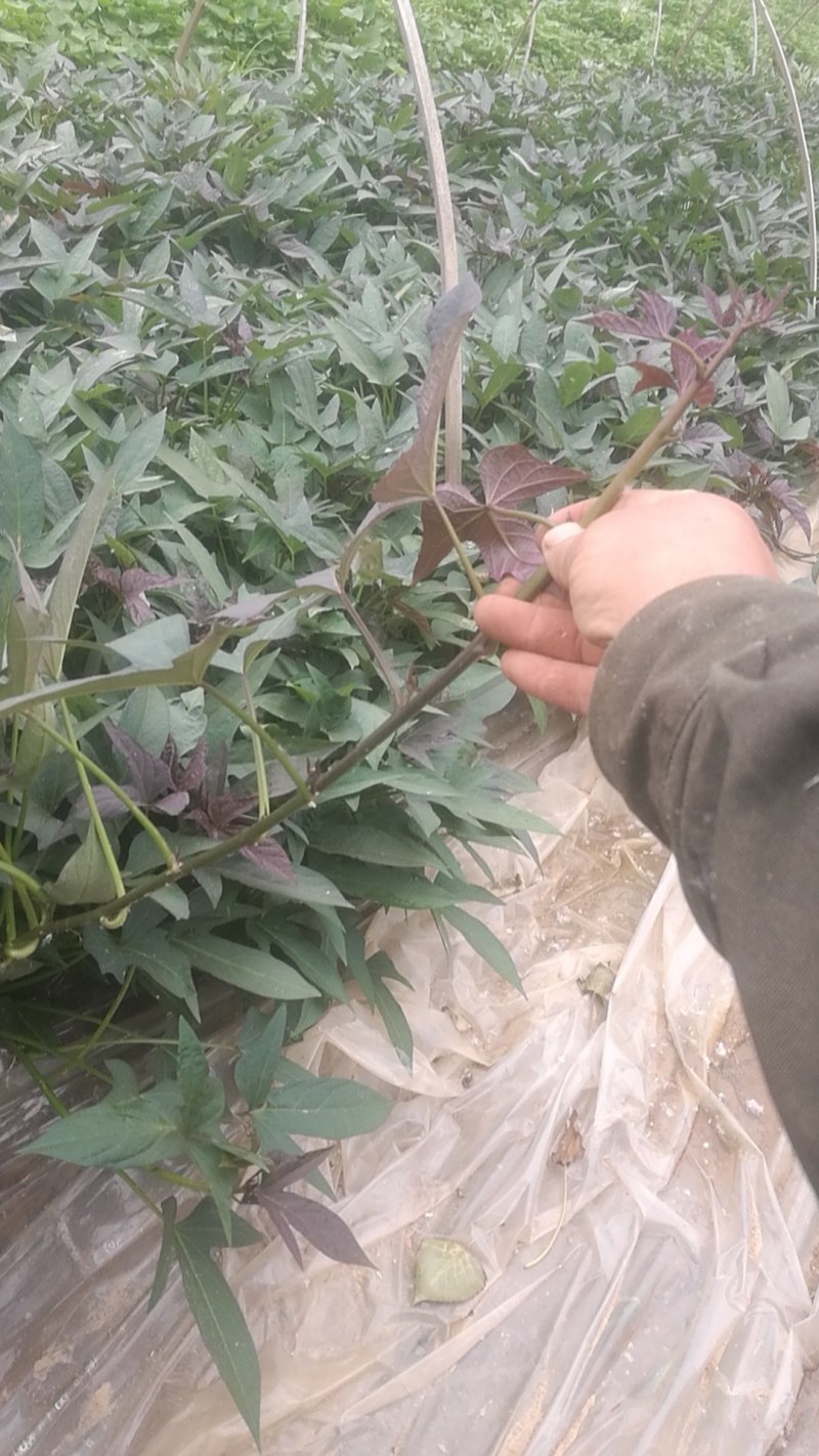 澳洲紫白红薯苗