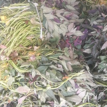 澳洲紫白红薯苗