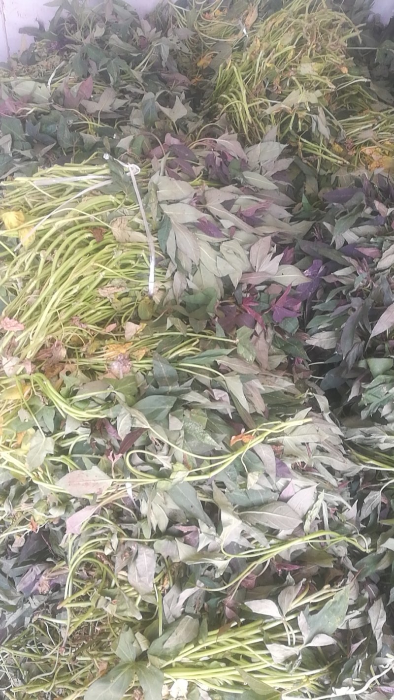 澳洲紫白红薯苗